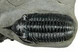 Pair Of Morocconites Trilobites - Ofaten, Morocco #260370-1